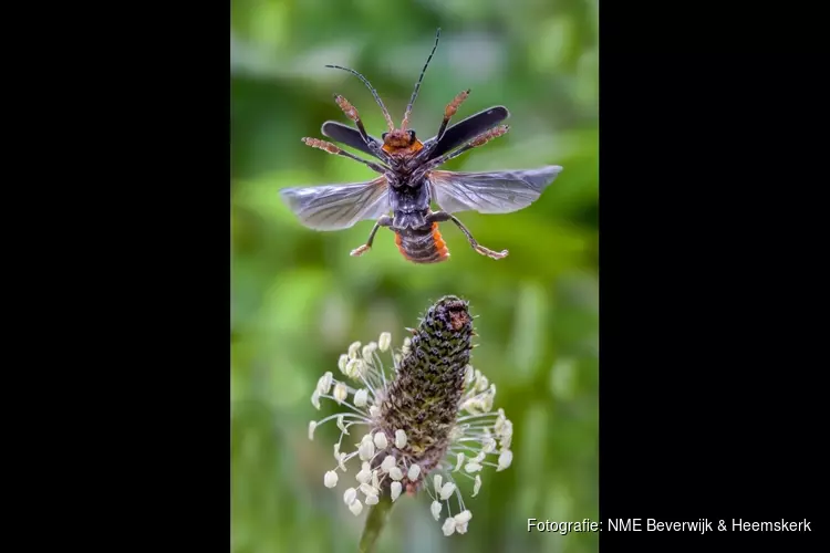 Insectenlezing voor volwassenen op 28 mei in het Koetshuijs