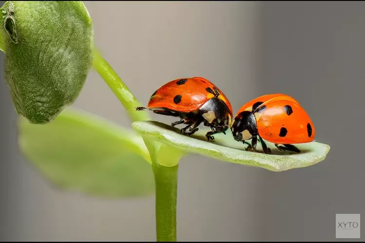 Speuren naar insecten op &#39;t Koetshuijs