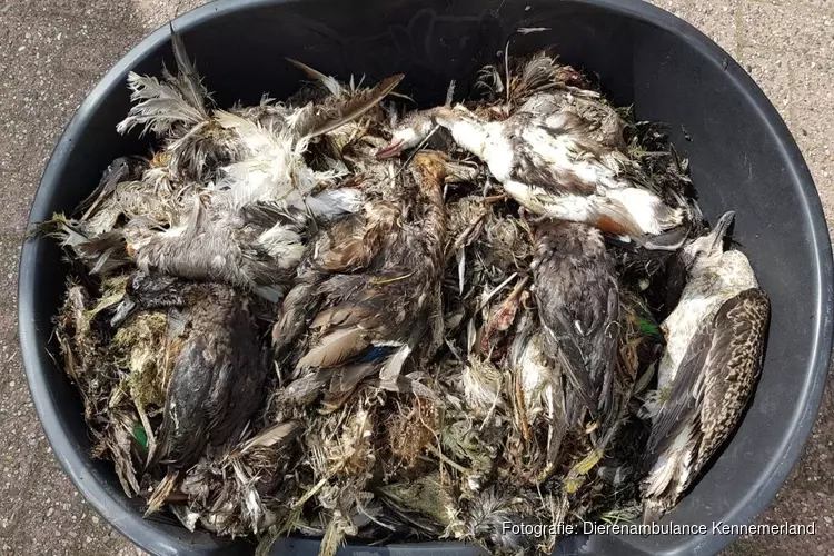 Dierenambulance ruimt 124 dode vogels in Heemskerk