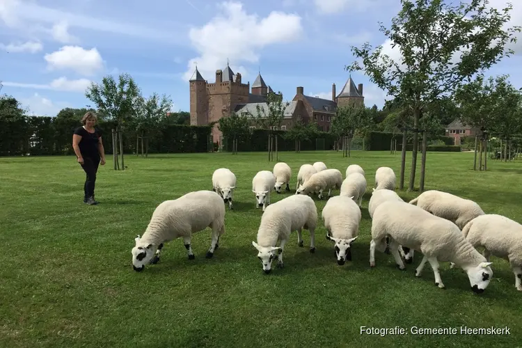 De schapen lopen weer graasrondes in Heemskerk