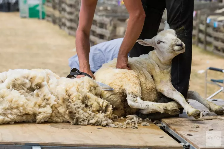 Schapen scheren bij het Koetshuijs in Heemskerk op 12 mei