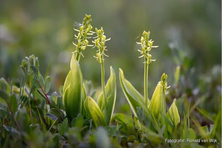 Orchideeën in de duinen