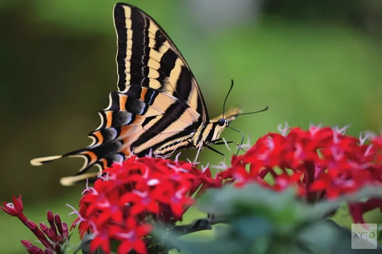 Op 2 juni alles over vlinders bij het Koetshuijs in Heemskerk