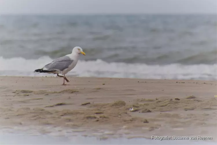 IVN strandwandeling voor natuurliefhebbers in Heemskerk