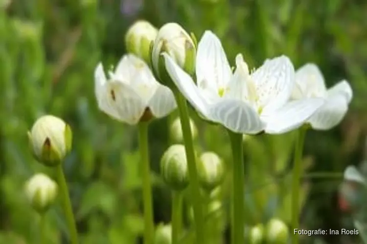 Uitbreiding van natuur binnen het duingebied