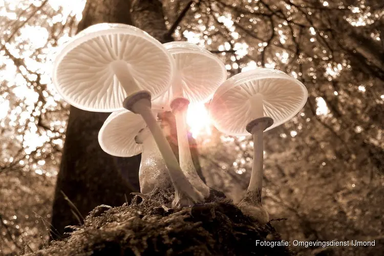 Leer over paddenstoelen op Kinderboerderij Dierendorp