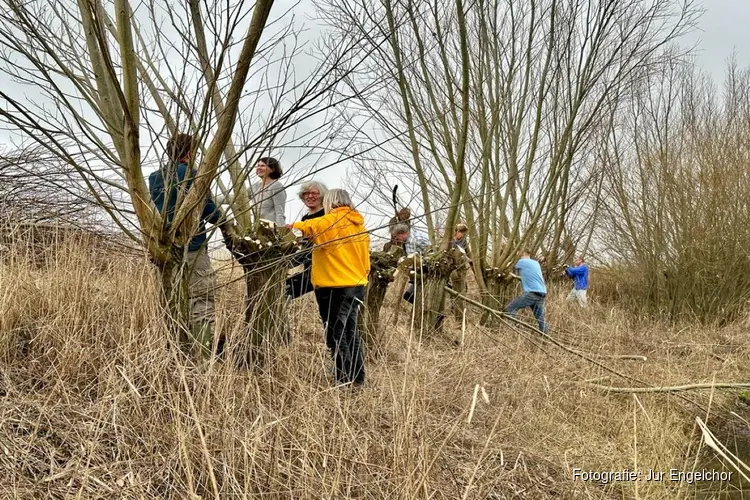 Wilgen knotten langs de Liniedijk