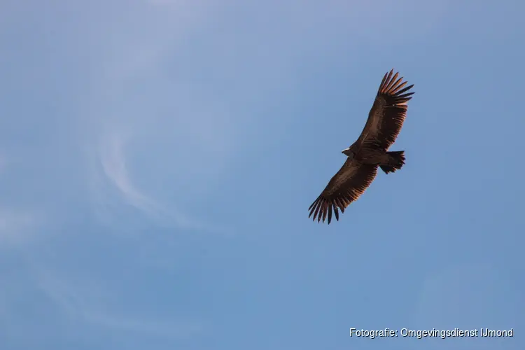 Kinderactiviteit over roofvogels bij het Koetshuijs in Heemskerk