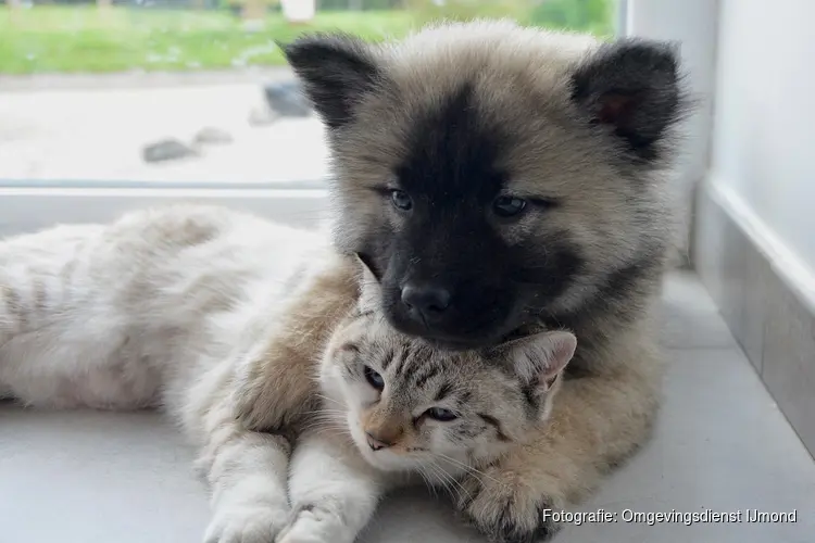 Kinderactiviteit Dierendag bij het Koetshuijs in Heemskerk