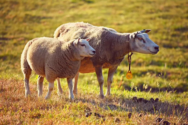 Schapen besmet met blauwtong in Beverwijk en Heemskerk