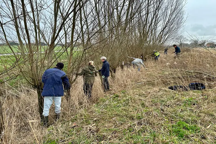 Wilgen knotten Liniedijk Busch en Dam