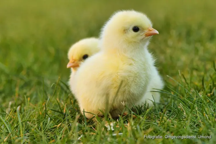 Leer over babydieren bij Kinderboerderij Dierendorp