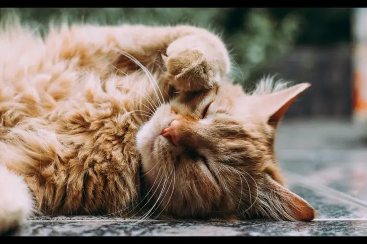 Chipactie op Dierendag