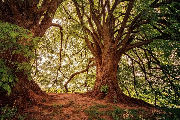 Rond 235 nieuwe bomen in Heemskerk