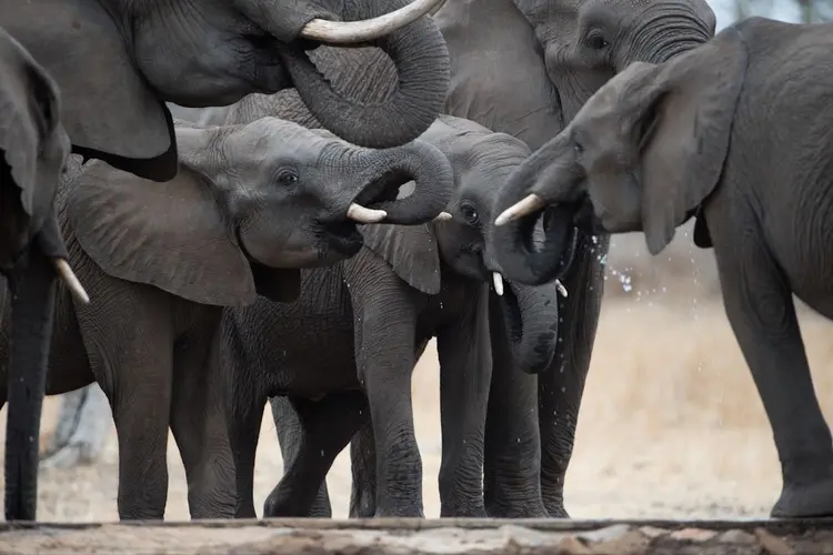 Safaripark Beekse Bergen: Recordaantal bezoekers en een nieuwe mijlpaal in natuurbeleving