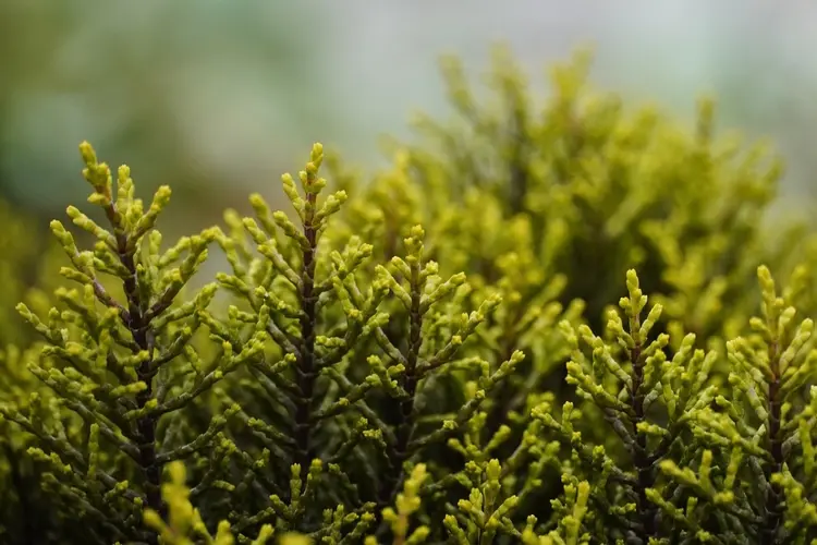 Haal gratis een boompje of struikje op en help de natuur!